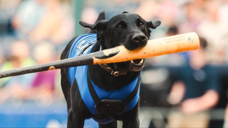 Ripken Bat Dog