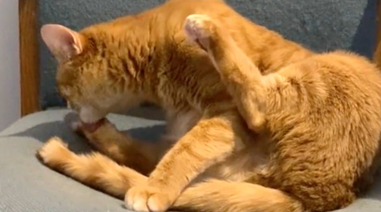 Slurping While Cat Cleans