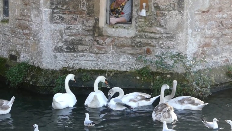 Swans Ring Bell for Food