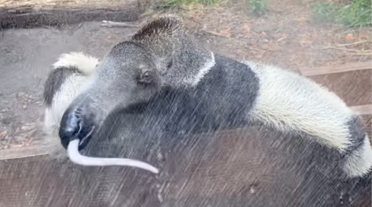 Anteater Drinks From Sprinkler