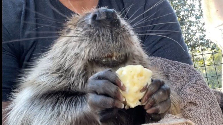 Beaver Banana Tantrum