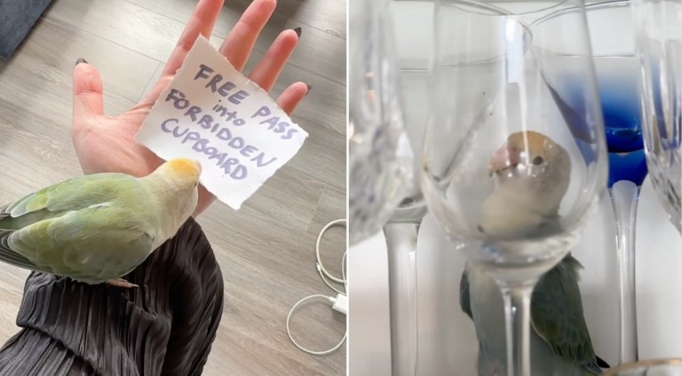 Bird Gets Free Pass to Glasses