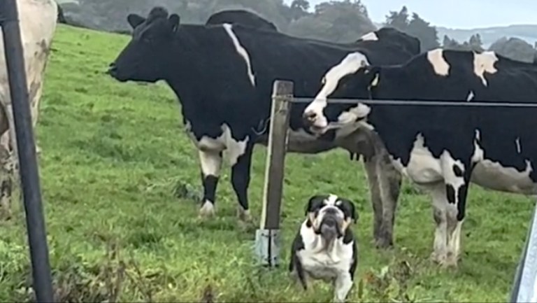 Bulldog Thinks Shes a Cow