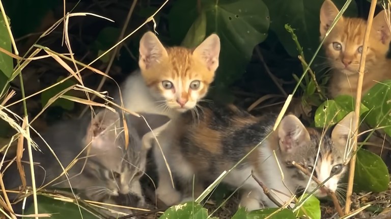 Cat Distribution System