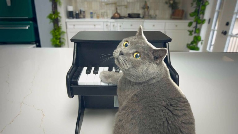 Cat Playing Pet Piano