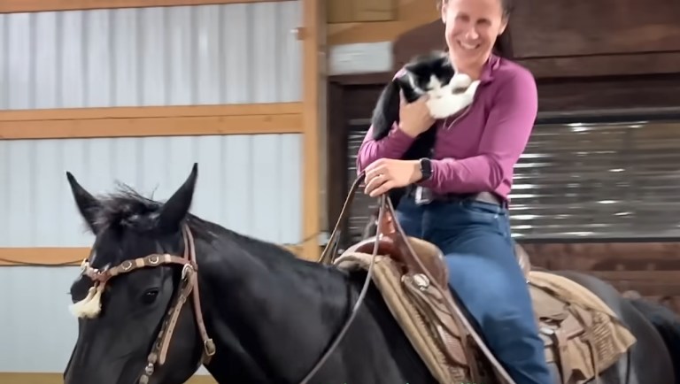 Cat Rides Horses With Human