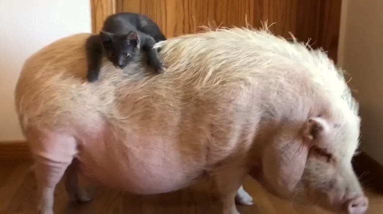 Cat Rides on Pigs Back