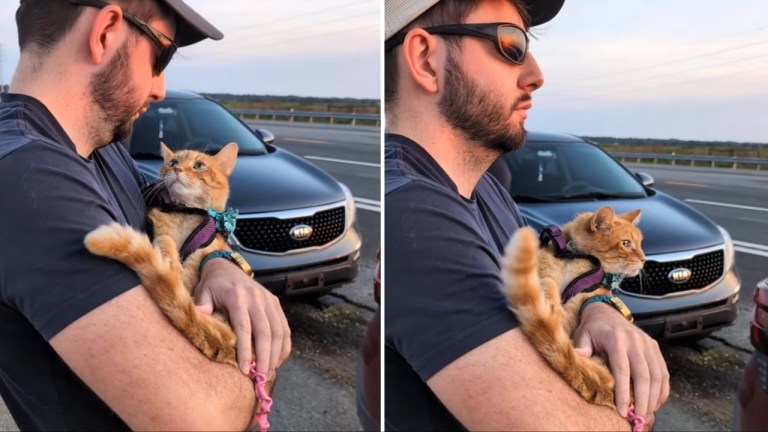 Cat Sees Final Sunset