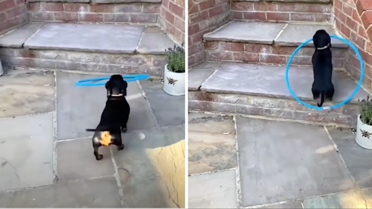 Dachshund Hula Hoop Stairs