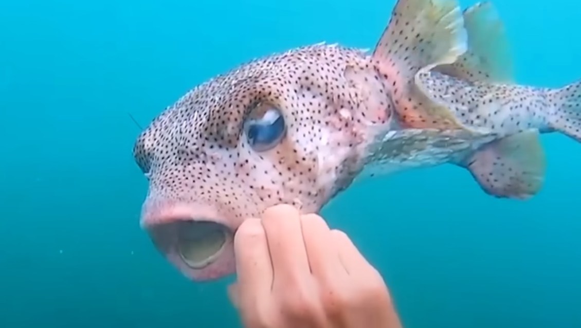 Diver Helps Pufferfish