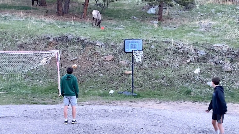 Elk Plays Soccer With Kids