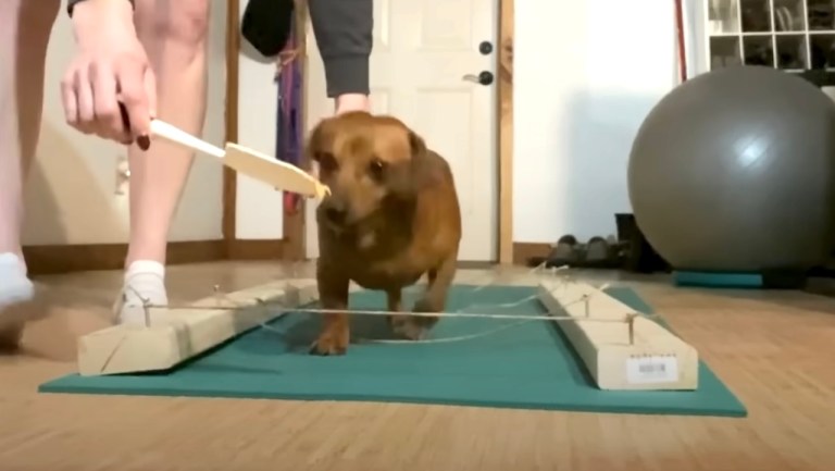 Foster Mom Helps Dachshund Walk