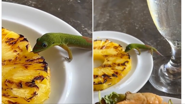 Gecko Eats Pineapple