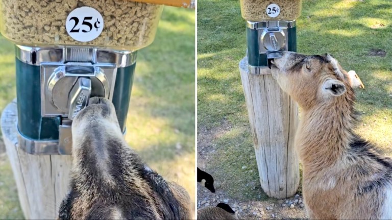 Goat Turns Knob For Treats