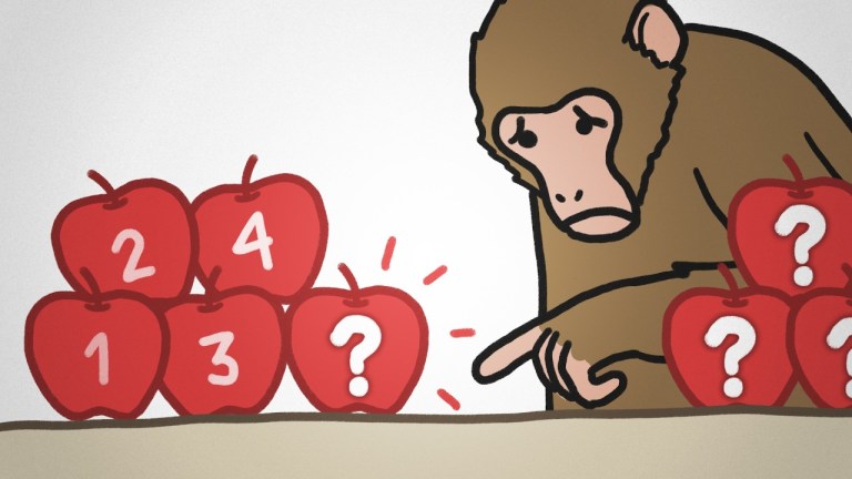 How Monkeys Count