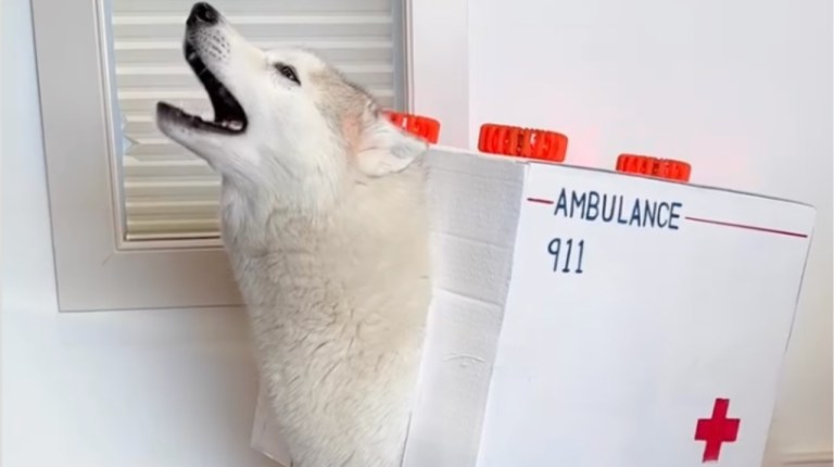 Husky Ambulance