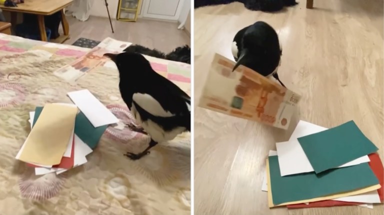 Magpie Pulls Money From Papers