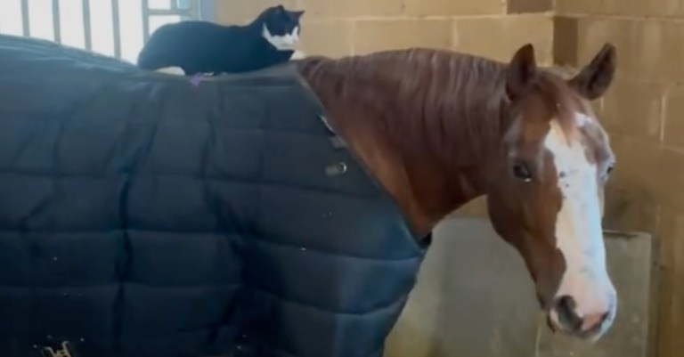 Ranch Kitty Rides Horse