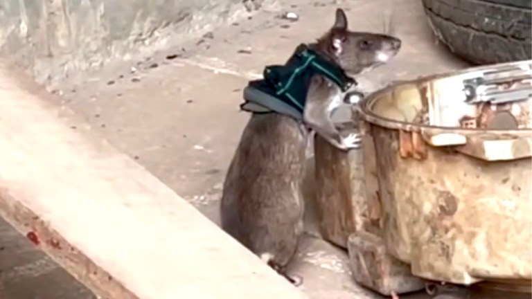 Rats Tiny Vests Search Rescue