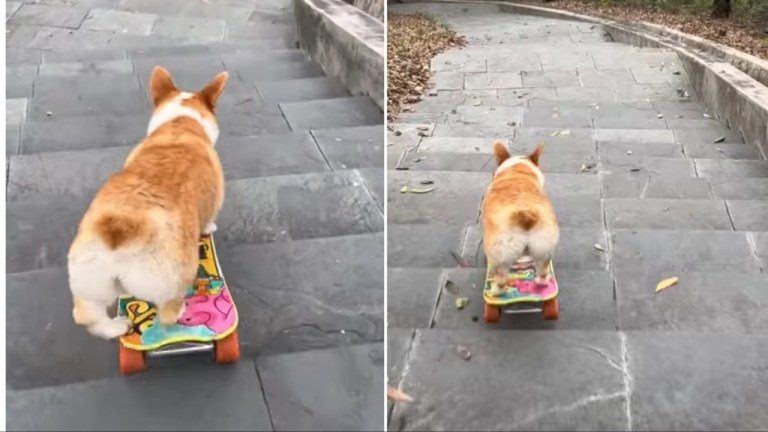 Skateboarding Corgi