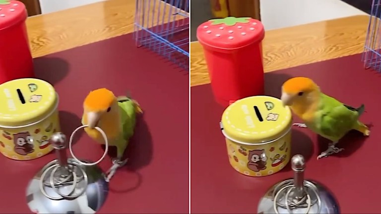 Tiny Parrot Big Tricks