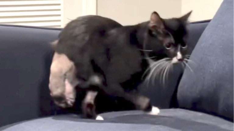 Two Legged Cat Conquers Challenges