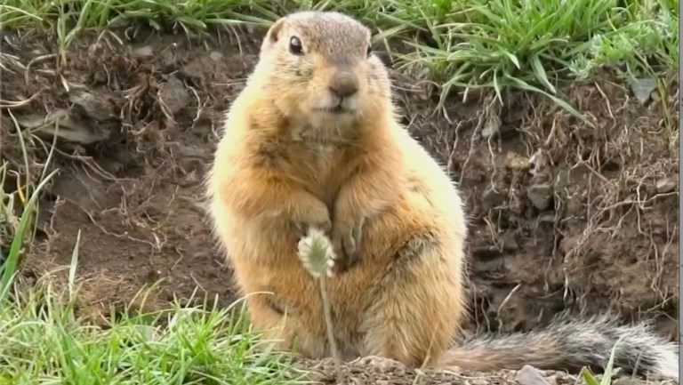 Woodchuck Chuck Wood