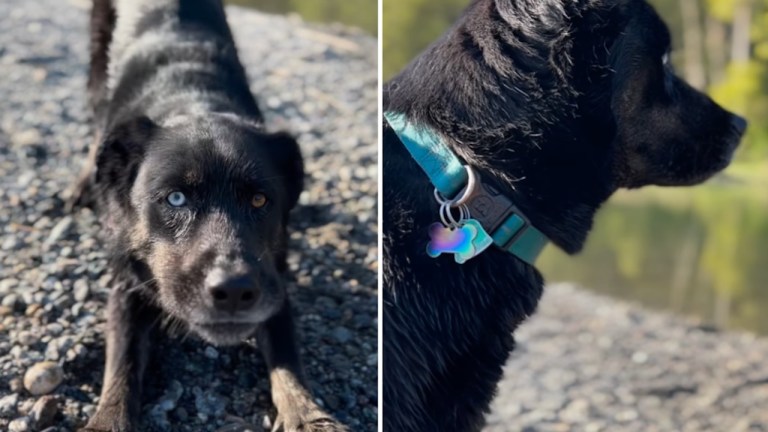 Dog Hears Echo First Time