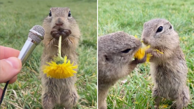 Ground Squirrel Steals Dandelion From Another