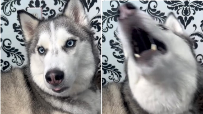 Husky Repeats What Human Says