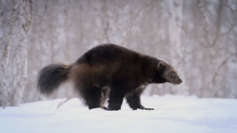 National Geographic real wolverine