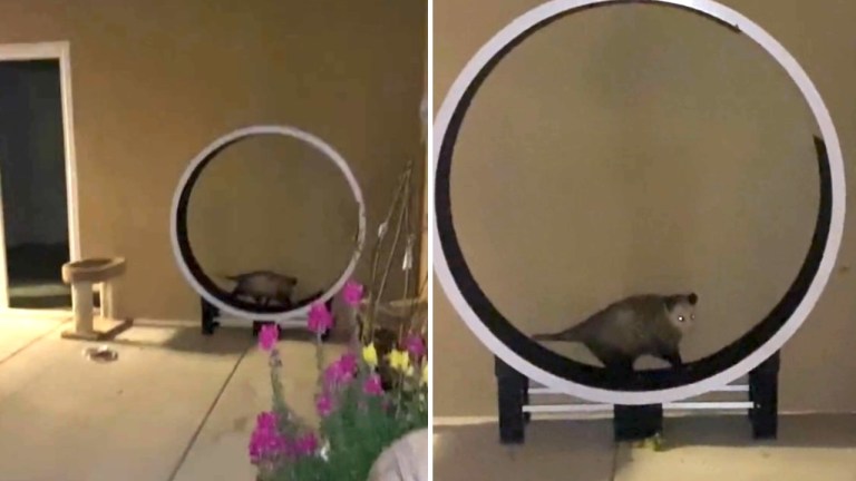 Opossum Runs on Cat Wheel