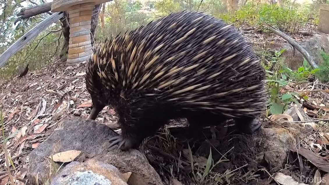 Short Beaked Echidna