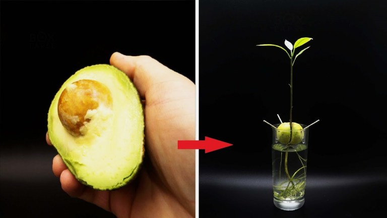 Avocado Timelapse