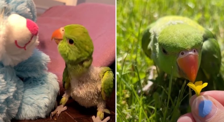 Ailing Baby Parrot Recovers