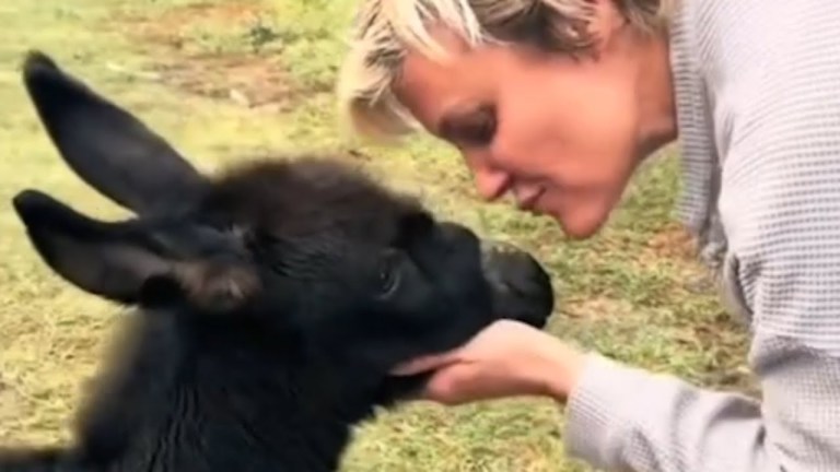 Cash Rescued rejected baby donkey