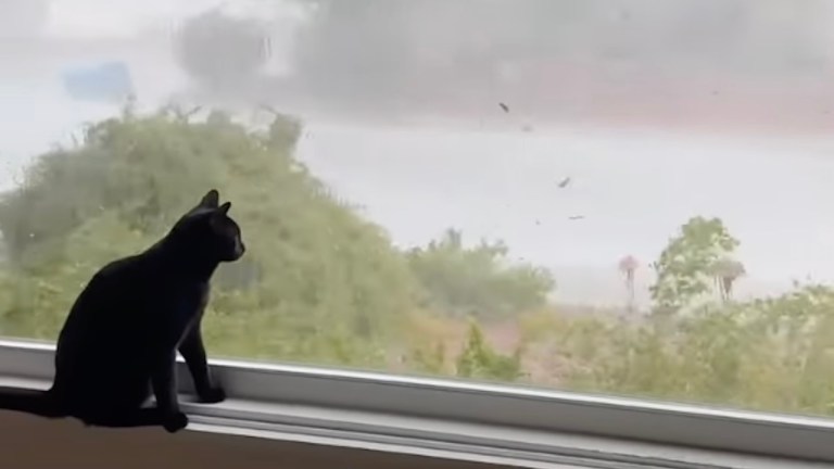 Cat Watches Monsoon