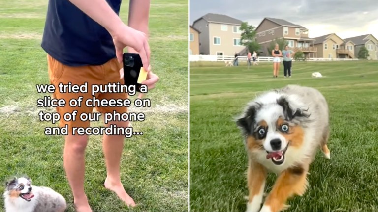 Dog Chases Cheese on Phone