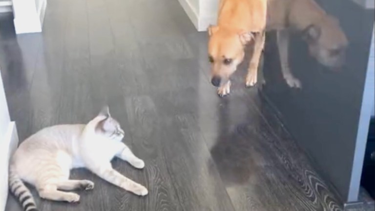 Dog Passes Cat