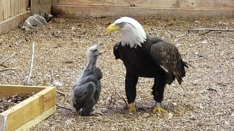 Eagle Stepdad