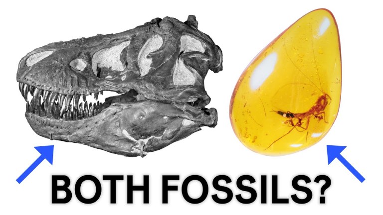 Fossils Defined