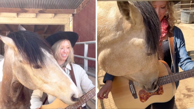 Horse Makes Music With Human