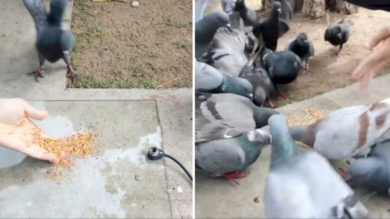 Pigeons Eating on Glass Plate