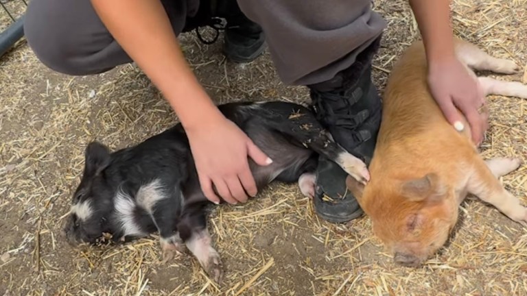 Piglet Belly Rubs