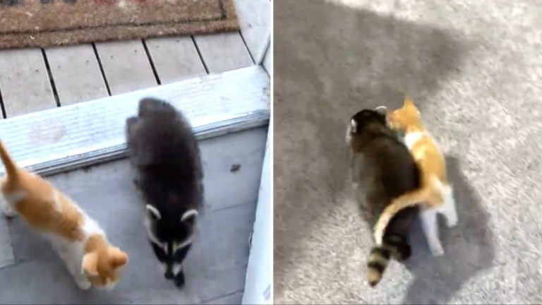 Raccoon Kitten Front Door