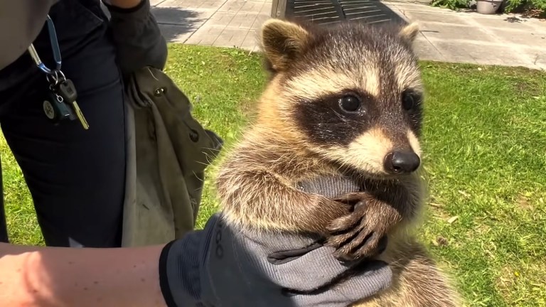 Raccoon Reunited With Babies