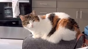 Shy Adopted Cat Asks for Dinner