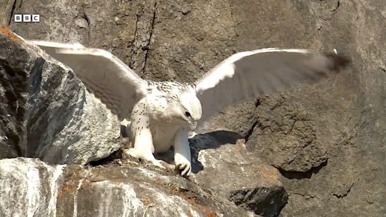 Baby Falcon Takes First Flight