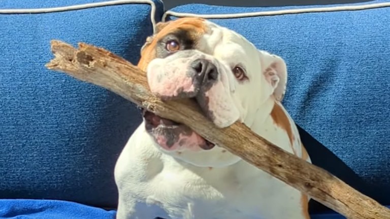 Bulldog Big Stick