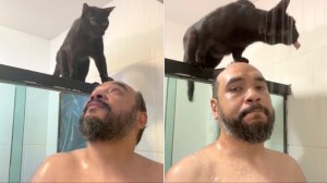 Cat Stands on Humans Head Shower Drink